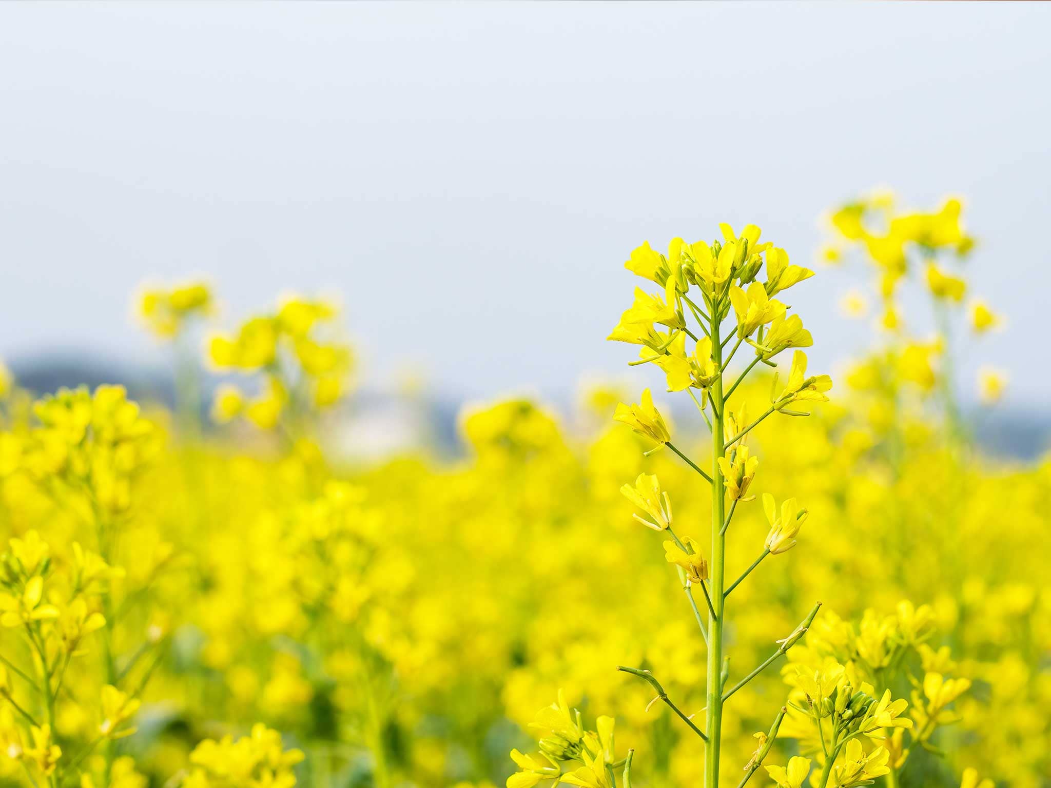 Dr Shalini Chugh Homeopathic Remedies For Allergy